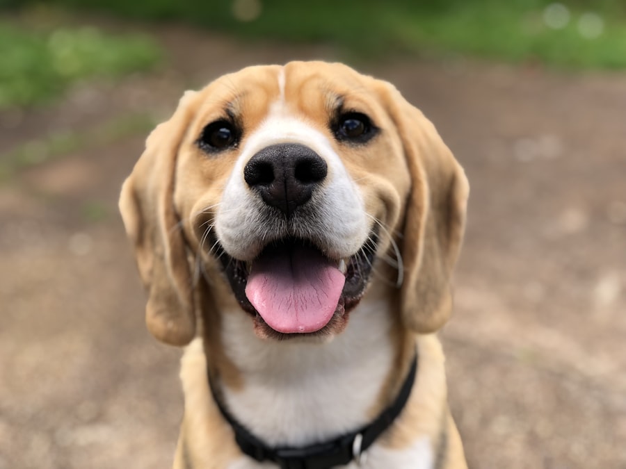 Beagle Female 1 puppy at Queens Puppy, Queens NY