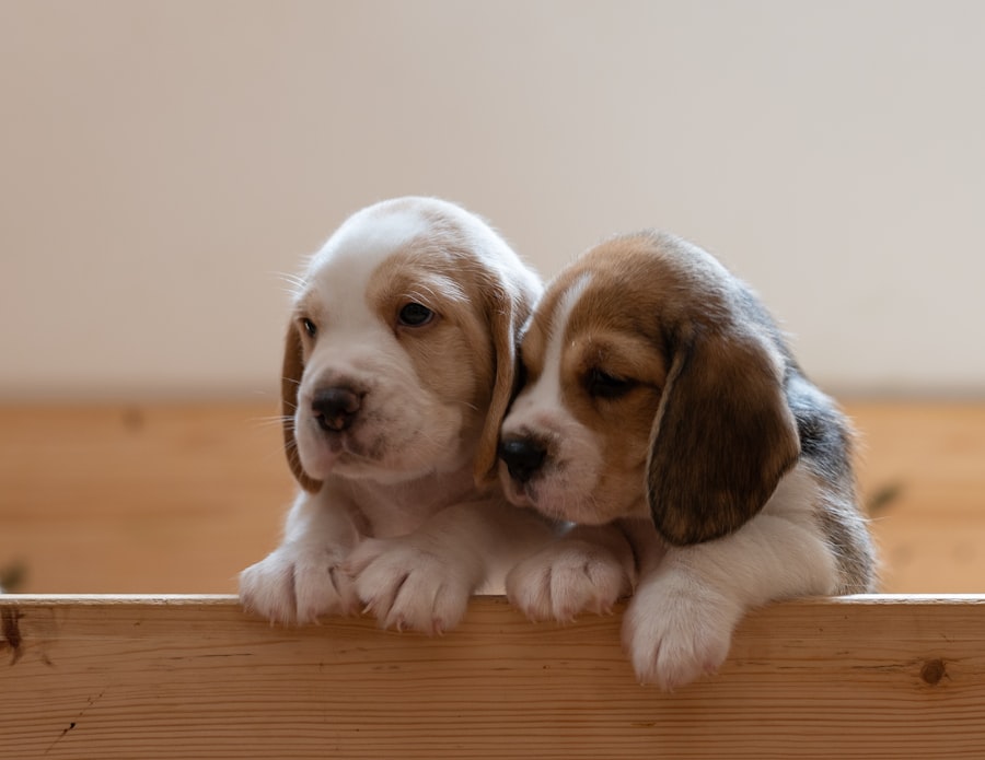 Beagle Female 2 puppy at Queens Puppy, Queens NY