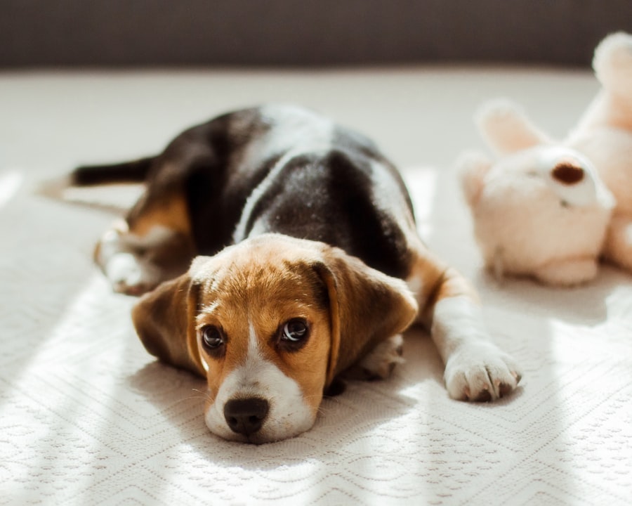 Beagle Male puppy at Queens Puppy, Queens NY
