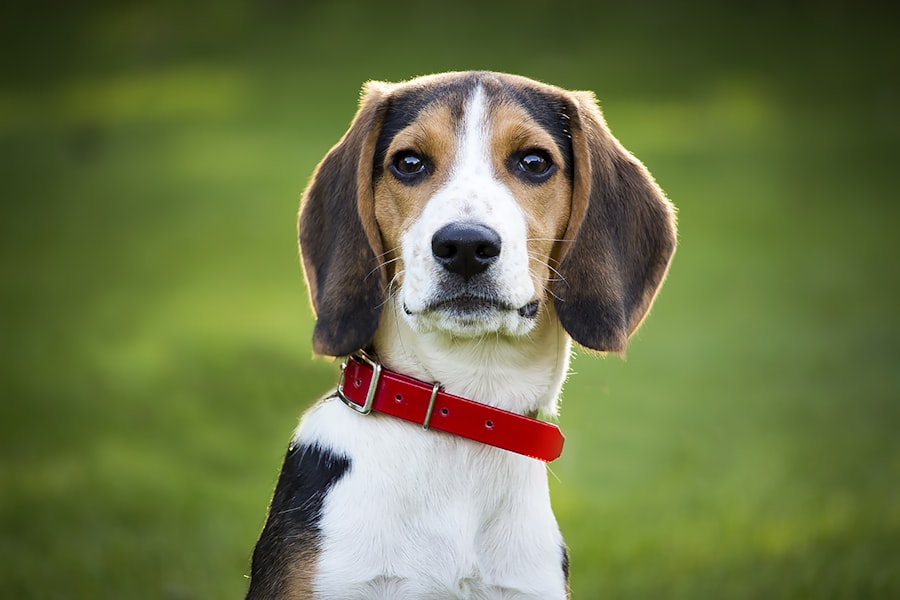 Beagle Male 2 puppy at Queens Puppy, Queens NY