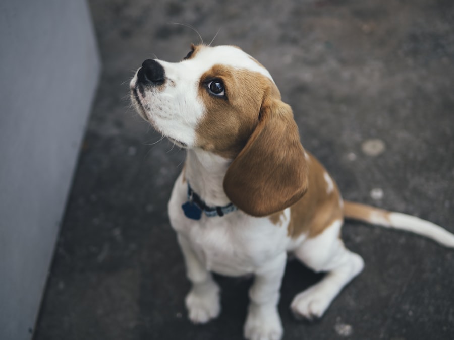 Beagle Male 3 puppy at Queens Puppy, Queens NY