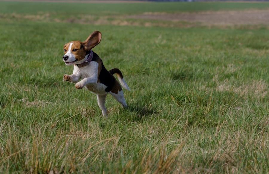 Beagle Male 4 puppy at Queens Puppy, Queens NY