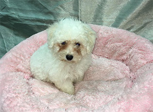 BichonFrise Female 1 puppy at Queens Puppy, Queens NY