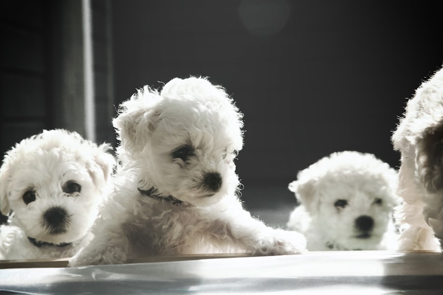 BichonFrise Female 2 puppy at Queens Puppy, Queens NY