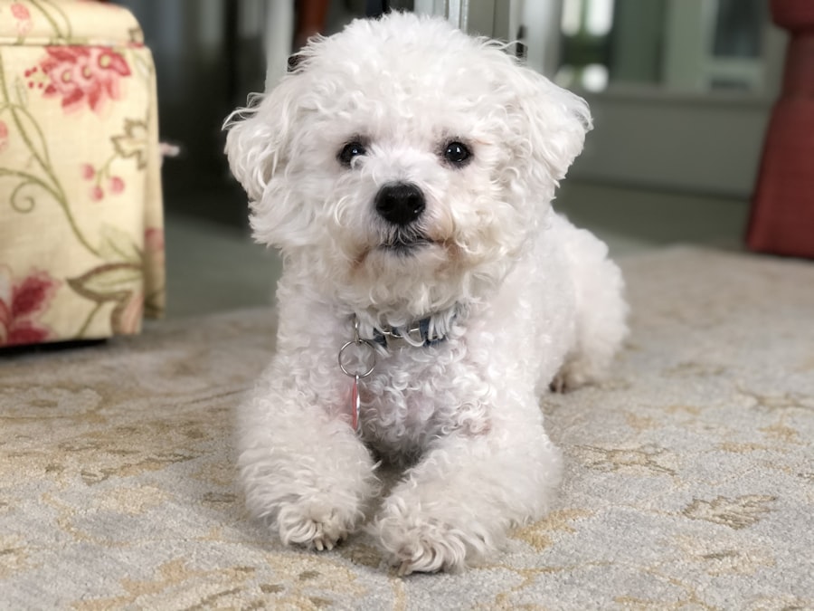 BichonFrise Male 1 puppy at Queens Puppy, Queens NY