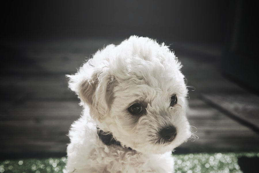 BichonFrise Male 2 puppy at Queens Puppy, Queens NY