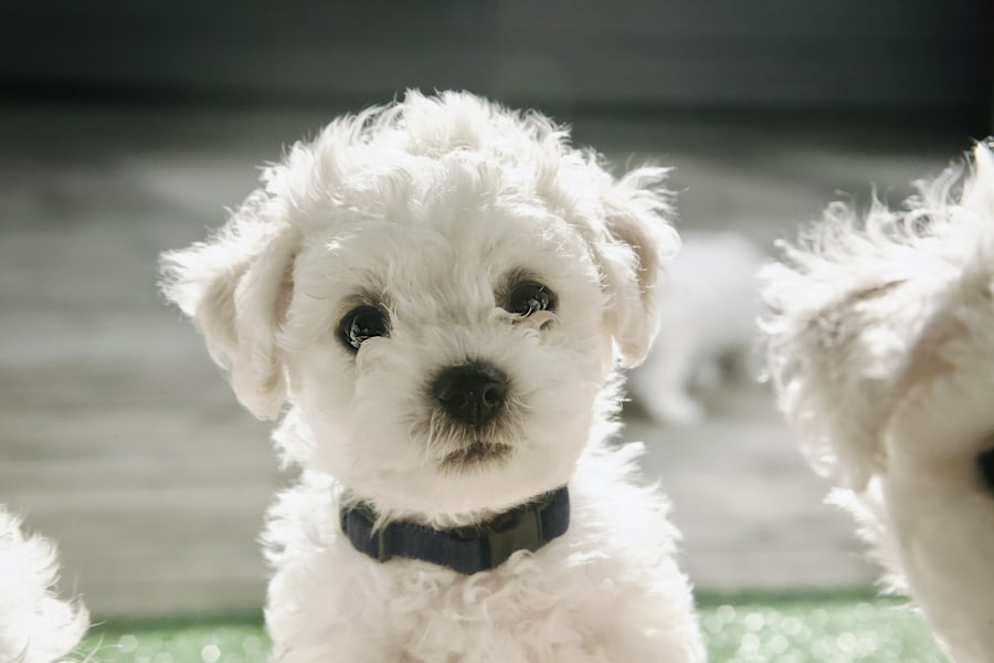 BichonFrise Female 3 puppy at Queens Puppy, Queens NY