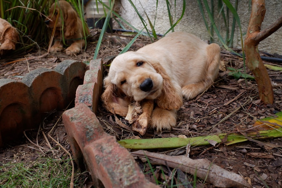Cocker Spaniel Alex - Male puppy at Queens Puppy, Queens NY