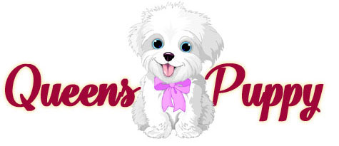 Queens Puppy, puppies for sale in Queens NY