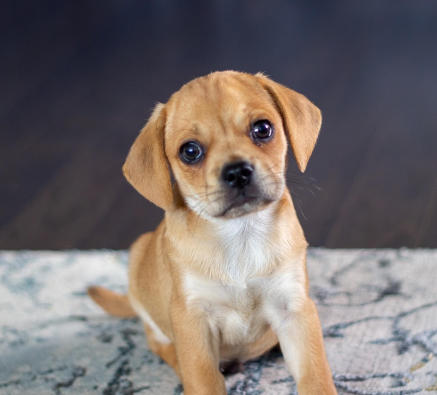 Peagle Male 1 puppy at Queens Puppy, Queens NY