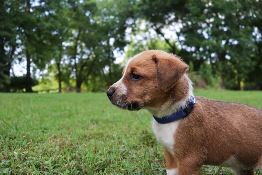 Peagle Male 2 puppy at Queens Puppy, Queens NY