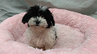 ShihPooMale Male 1 puppy at Queens Puppy, Queens NY