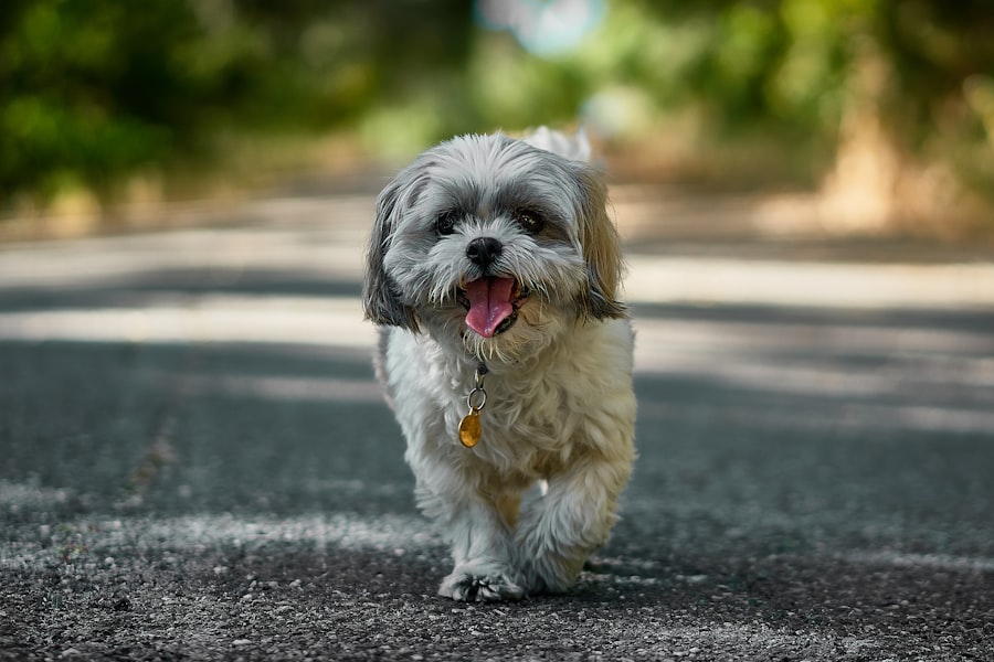 ShihPoo Male 2 puppy at Queens Puppy, Queens NY
