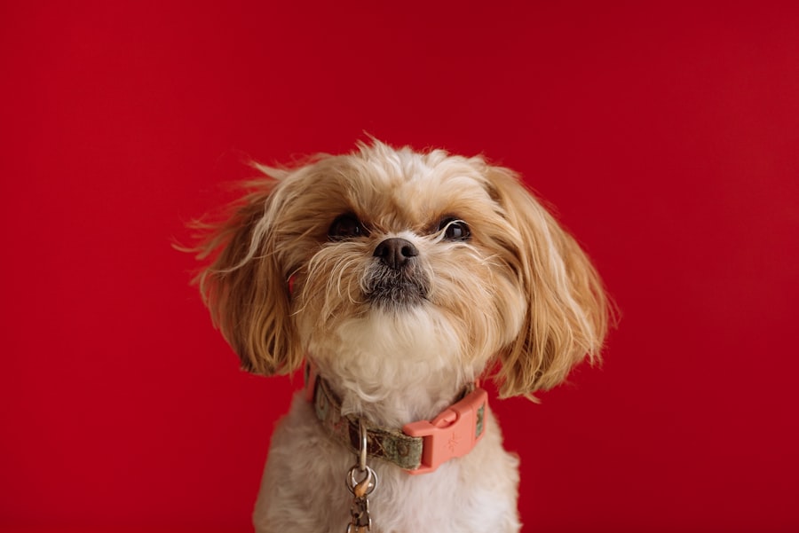 Shih-Poo Female puppy at Queens Puppy, Queens NY