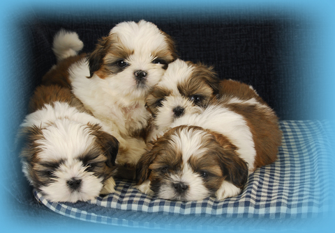 Shih tzu Female 3 puppy at Queens Puppy, Queens NY