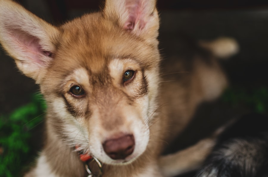 Siberian Husky male puppy at Queens Puppy, Queens NY