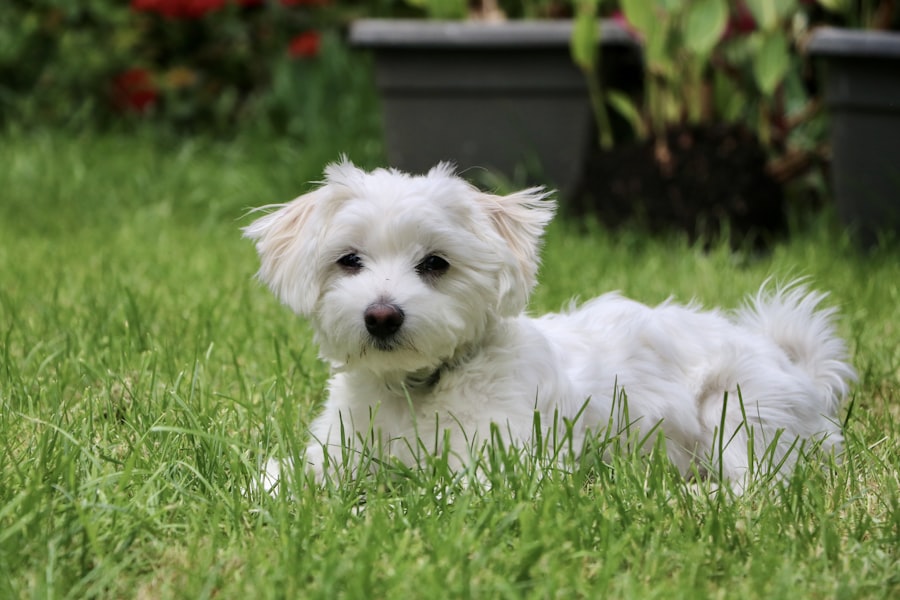 Teddy Bear Female 1 puppy at Queens Puppy, Queens NY