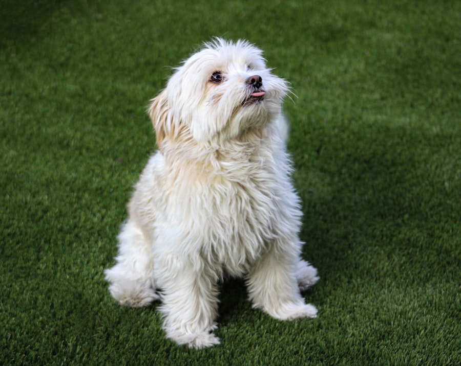 Teddy Bear Female 1 puppy at Queens Puppy, Queens NY