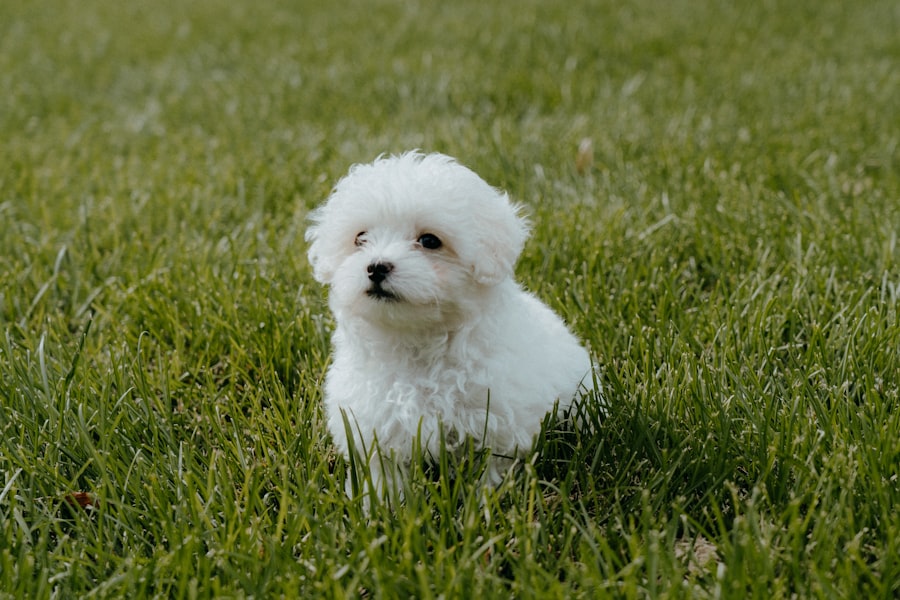 Teddy Bear Female 2 puppy at Queens Puppy, Queens NY