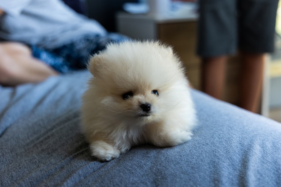 Teddy Bear Male 1 puppy at Queens Puppy, Queens NY