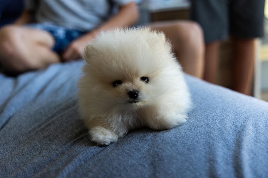 Teddy Bear Male 2 puppy at Queens Puppy, Queens NY
