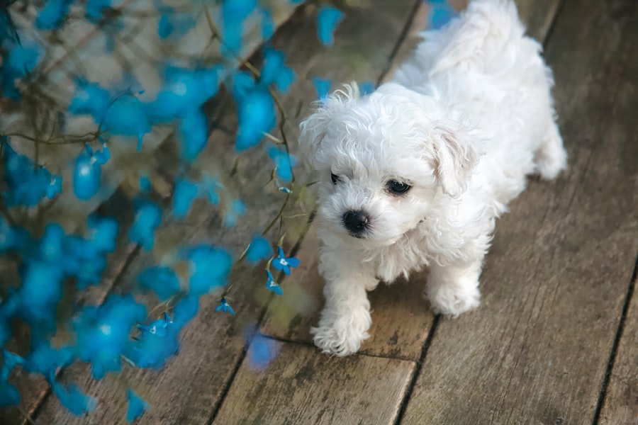 Teddy Bear Male & Female puppy at Queens Puppy, Queens NY