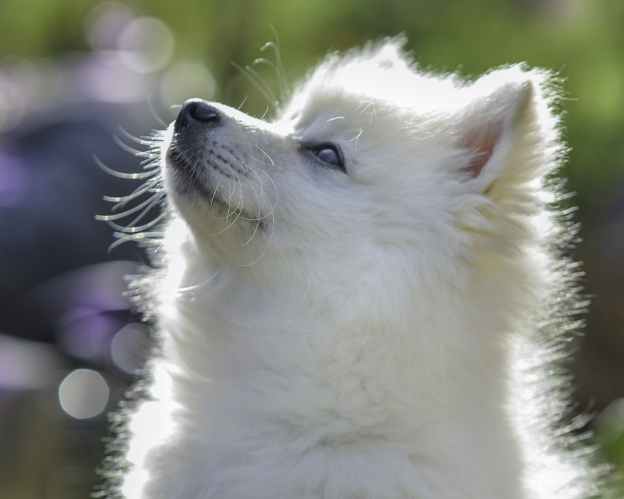 Teddy Bear Male 1 puppy at Queens Puppy, Queens NY
