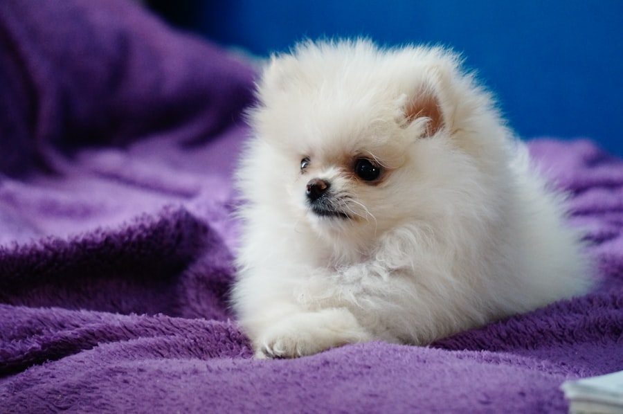 Teddy Bear - Male 2 puppy at Queens Puppy, Queens NY