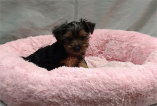 Yorkshire Terrier Male 2 puppy at Queens Puppy, Queens NY