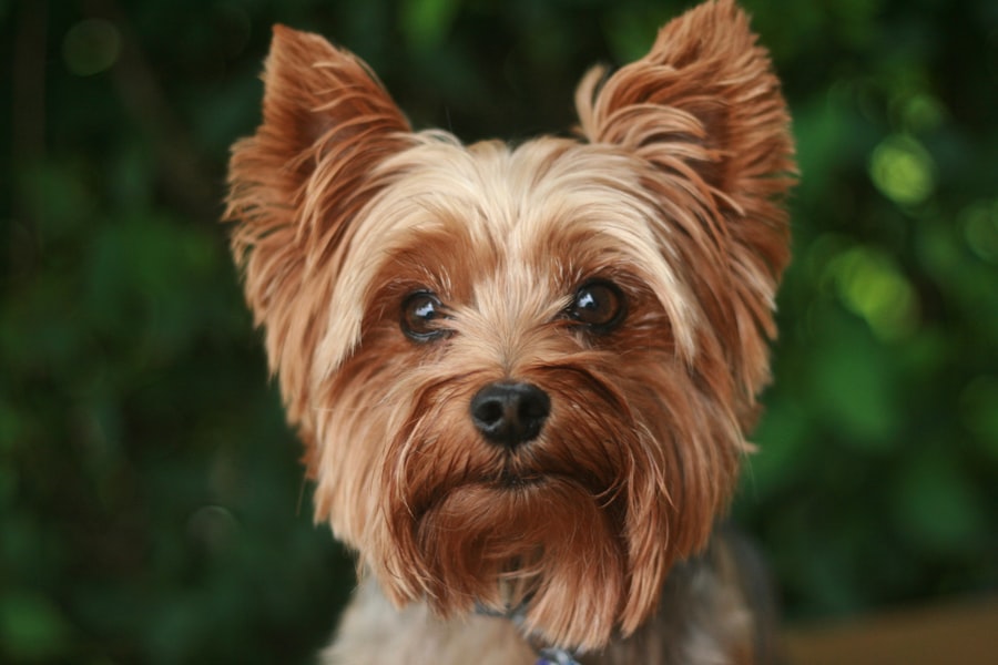 Yorkshire Terrier Male 3 puppy at Queens Puppy, Queens NY