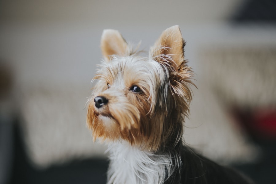 Yorkshire Terrier Male 4 puppy at Queens Puppy, Queens NY
