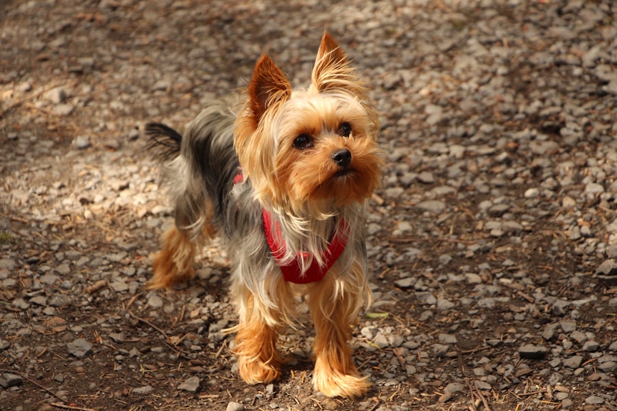 Yorkshire Terrier Male 1 puppy at Queens Puppy, Queens NY