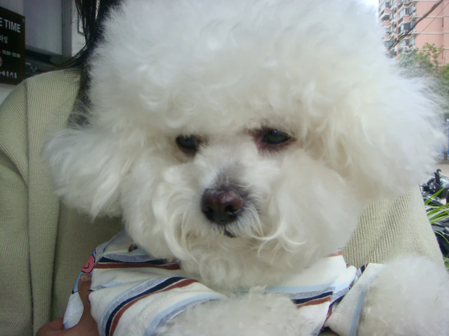 White Bichon Frise puppy, one of the breeds Queens Puppy carries