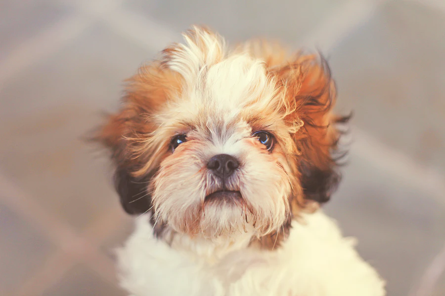 Shih Tzu puppy, one of the breeds Queens Puppy carries