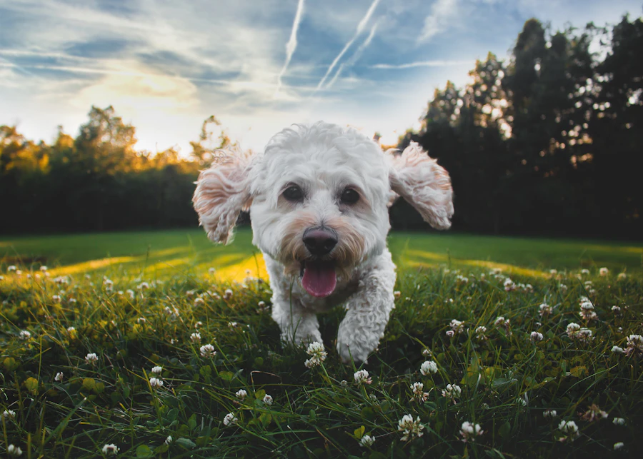 Bichon Frise puppy available at Queens Puppy in Queens, NY