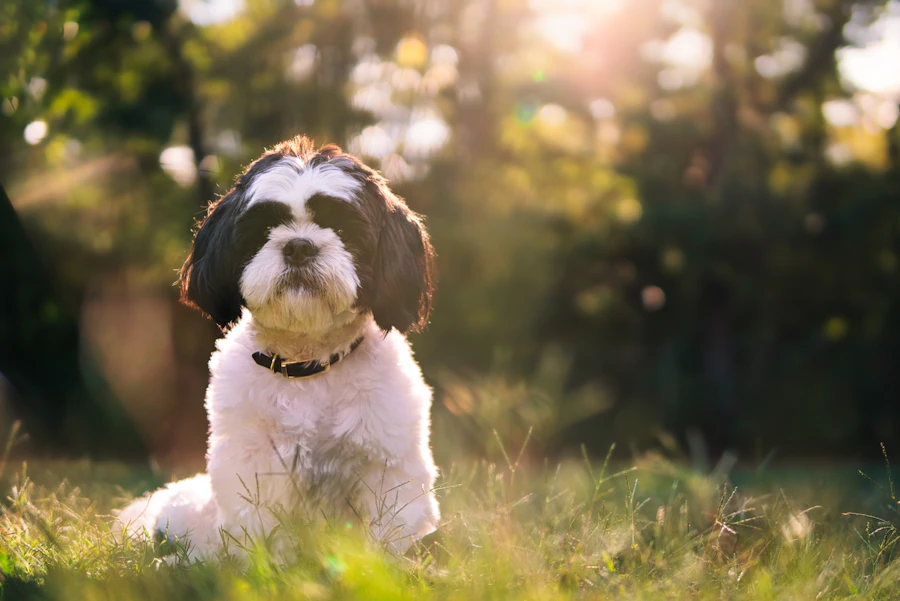 Shih Tzu puppy available at Queens Puppy in Queens, NY