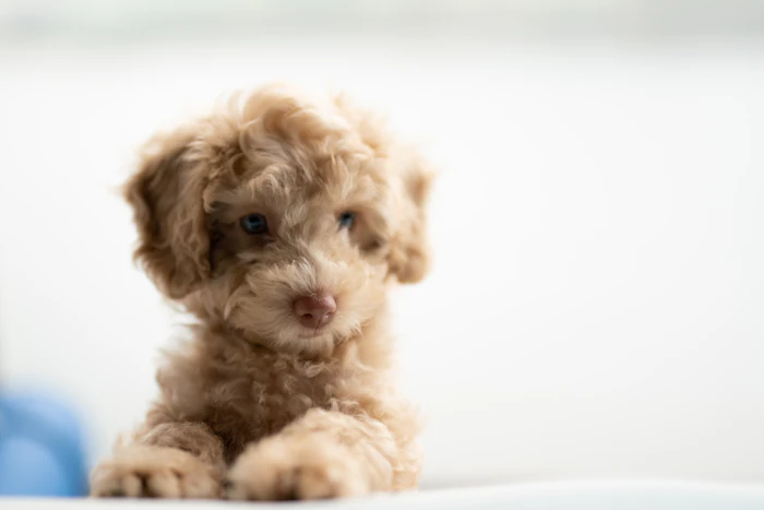 Queens Puppy moment 3, a puppy photographed at the shop