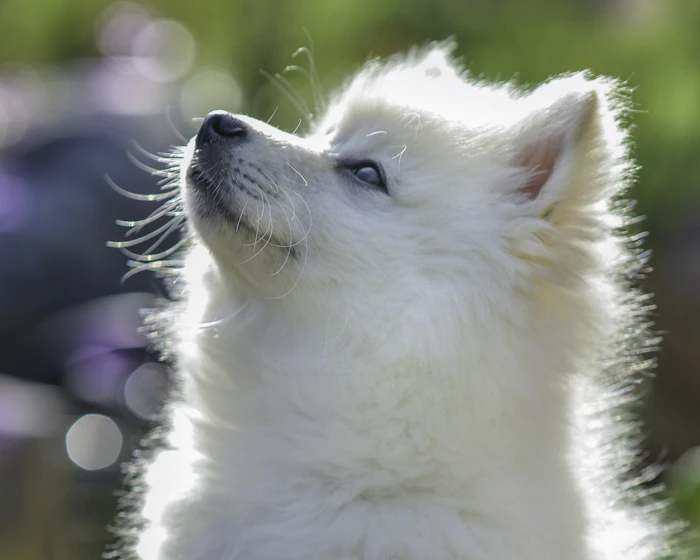 Queens Puppy moment 4, a puppy photographed at the shop