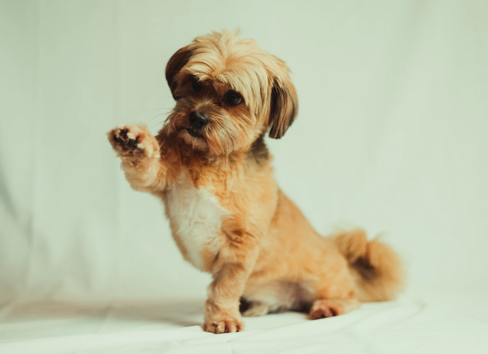 A tan and white Shih Tzu puppy sitting with one paw raised, at Queens Puppy in Queens NY